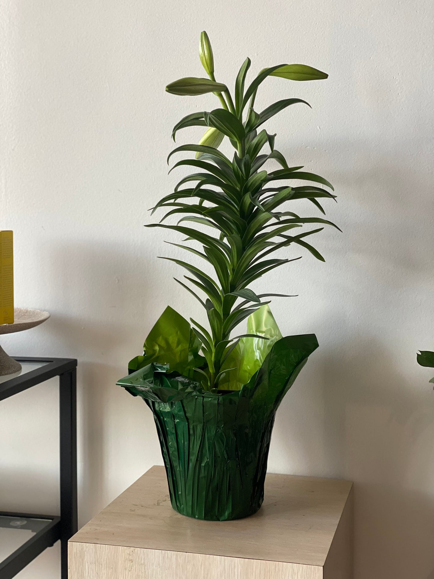 Easter Lily Plant