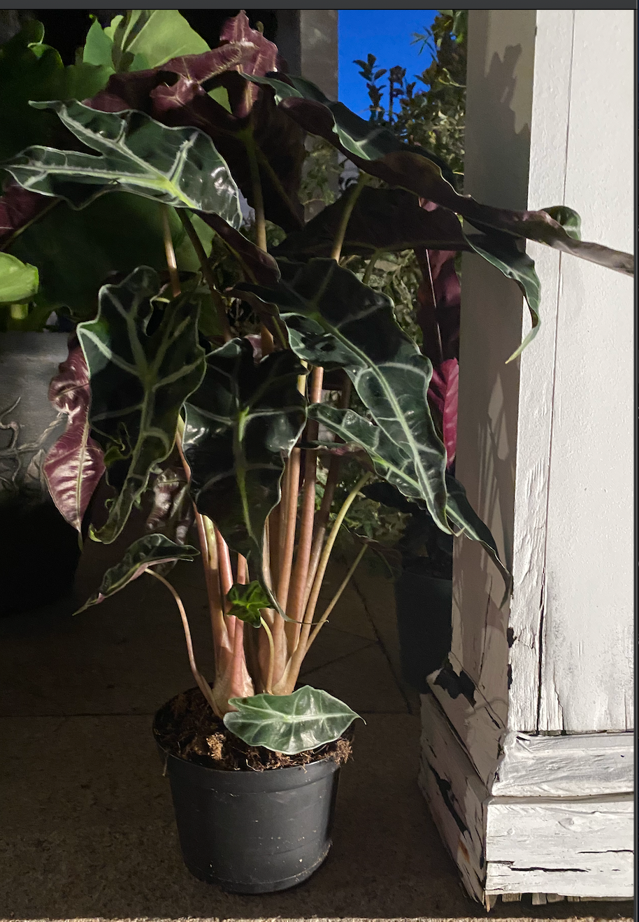 Polly Alocasia plant long island