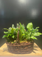 Plant Basket Long Island Florist