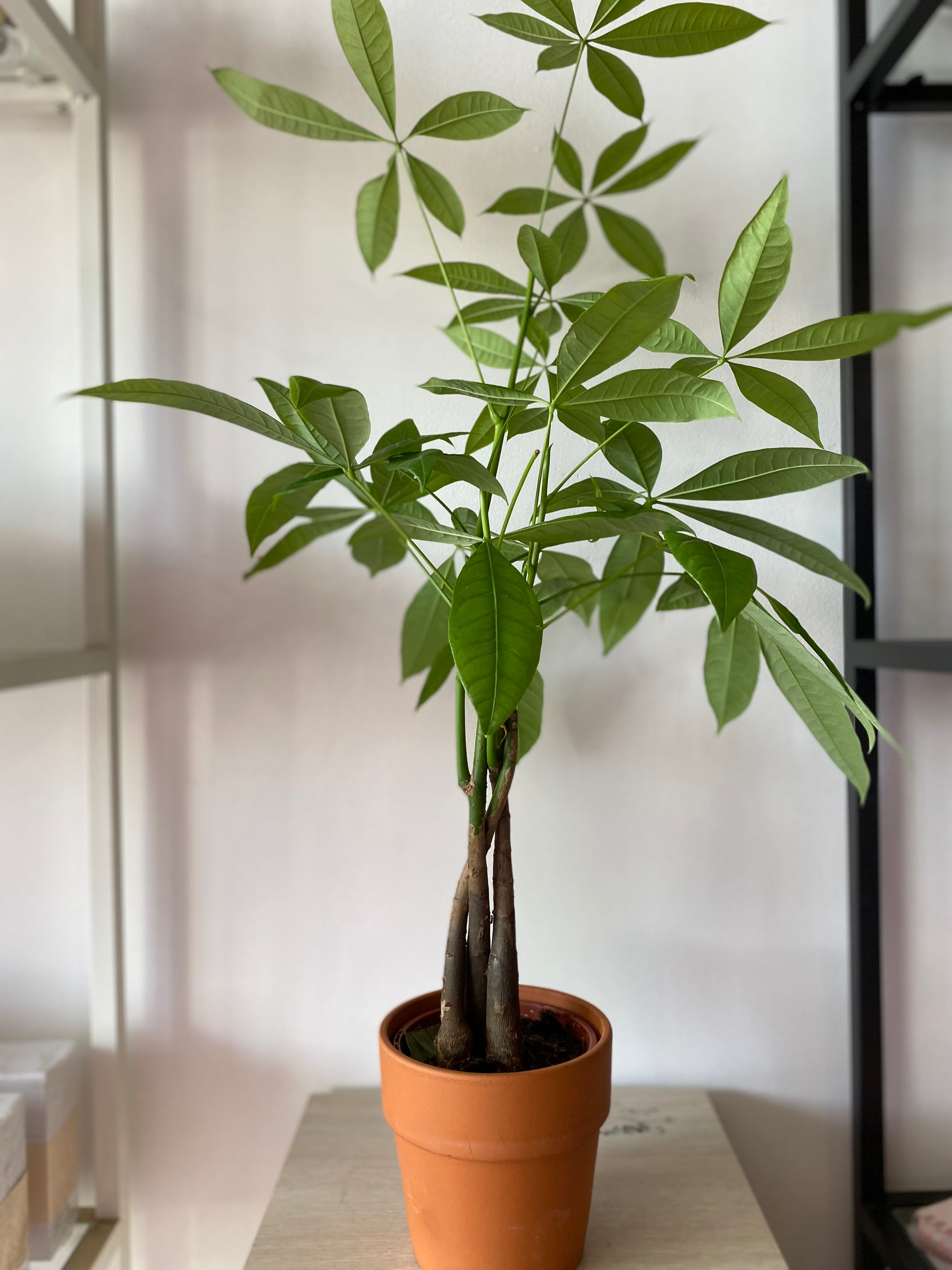 Money Tree Plant