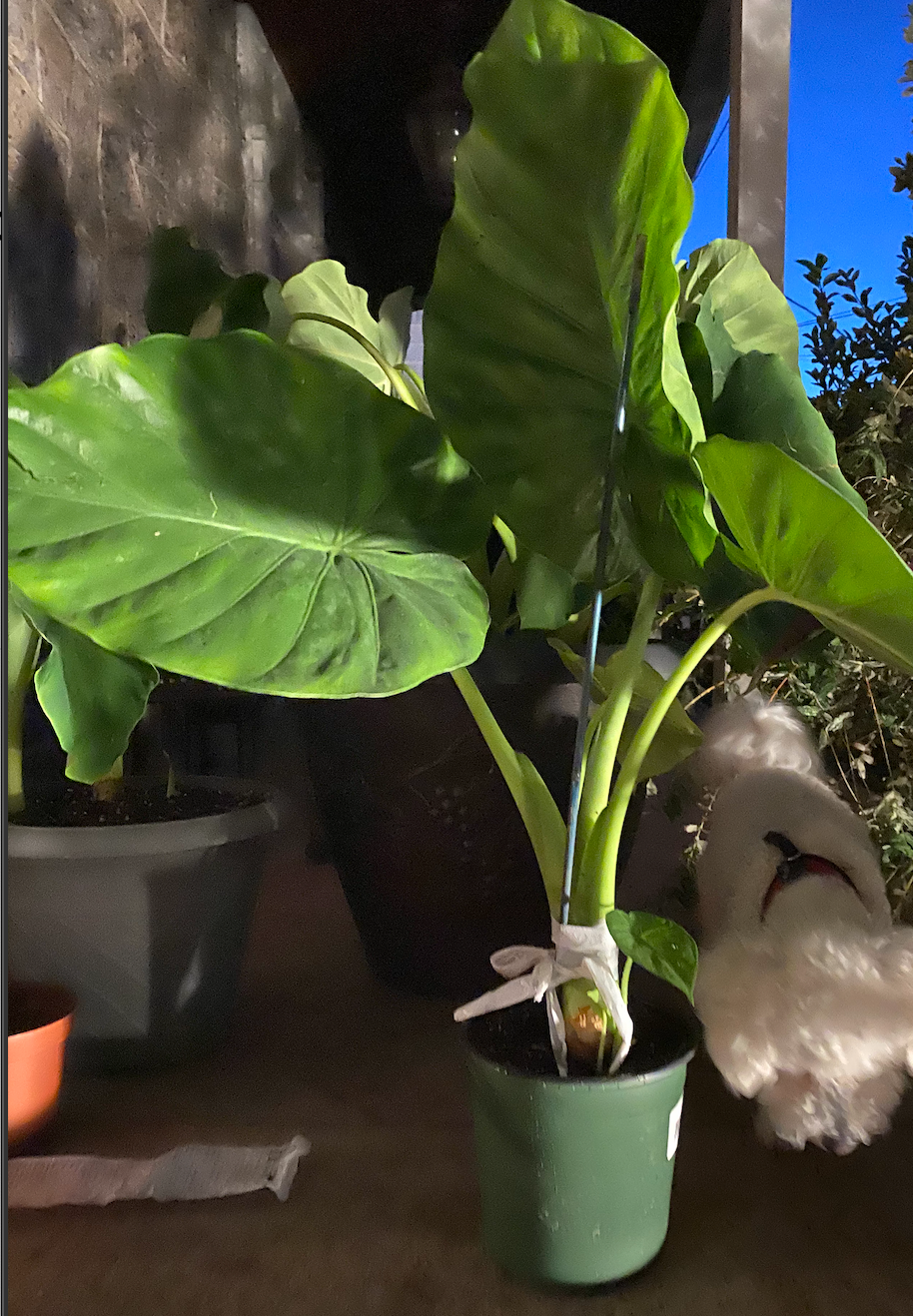 6" Alocasia Portora Elephant Ear Plant~ Merrick, NY