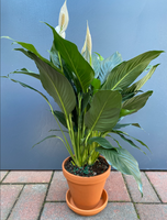 Peace Lily New York Delivery
