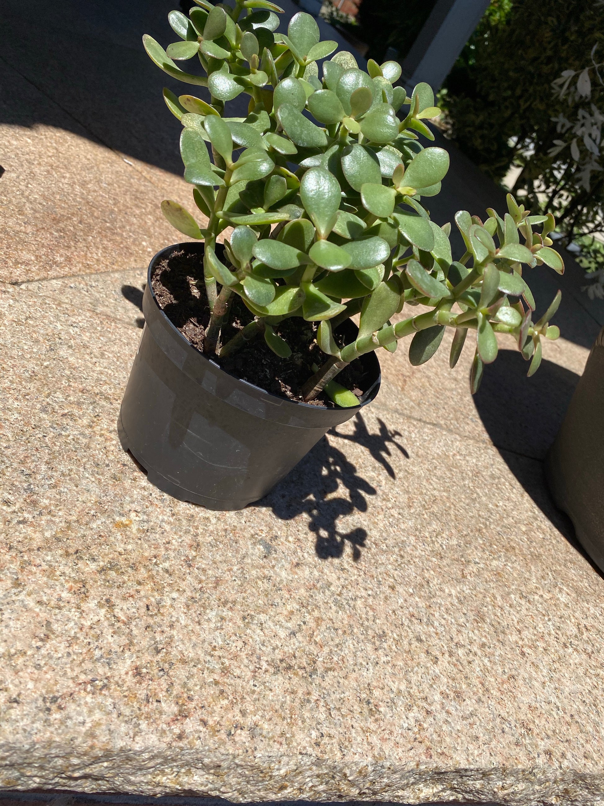 soil jade plant Crassula Jade Plant 6" – Olive it Boutique