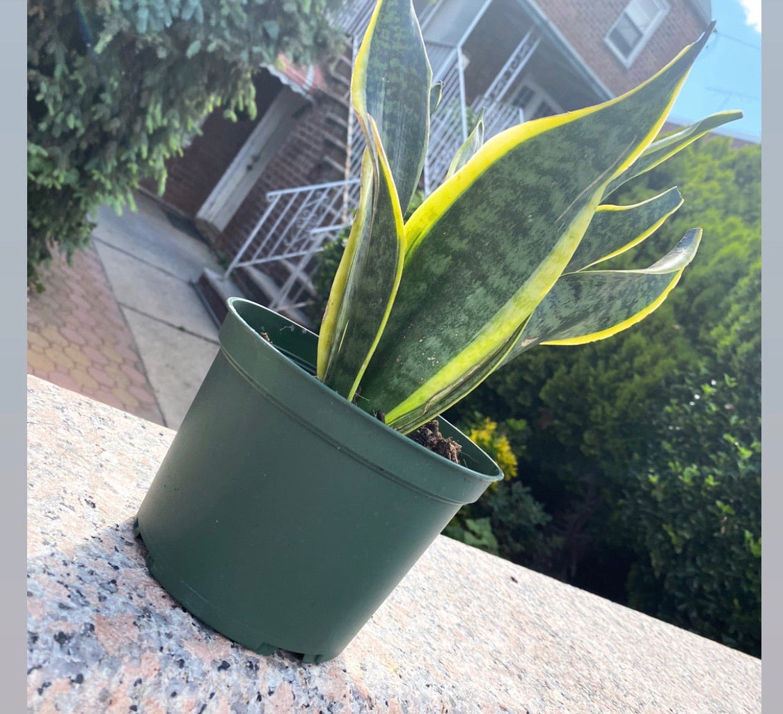 snake plant 